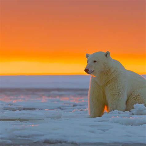 Are polar bears in alaska. Things To Know About Are polar bears in alaska. 